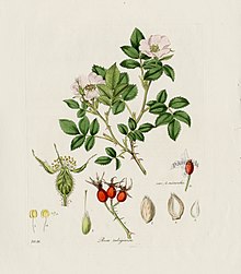 A Plate from Flora Londinensis.jpg