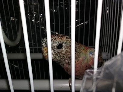 A Rosy Bourke Parakeet Inside It's cage