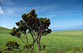 Image 224A lonely Azores Tree Heath (Erica azorica) near Ponta dos Rosais, São Jorge, Azores, Portgual