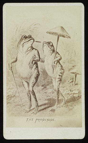 File:A male and female frog promenading Wellcome L0038396.jpg