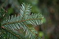 Abies alba