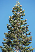 Tree with cones Volcanic National Park, Lassen, California