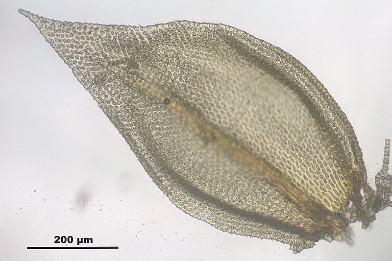 File:Abietinella abietina (e, 113322-471458) 5009.JPG