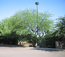 Acacia-berlandieri-habit.jpg