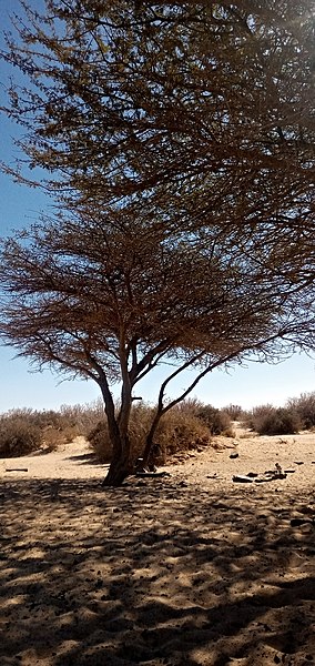File:Acacia ehrenbergiana.jpg