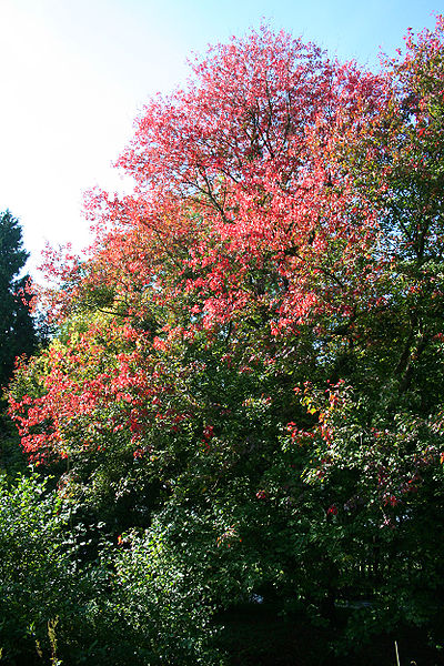 File:Acer rubrum 'Schlesingeri' JPG1c.jpg