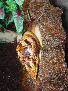 Lissachatina reticulata