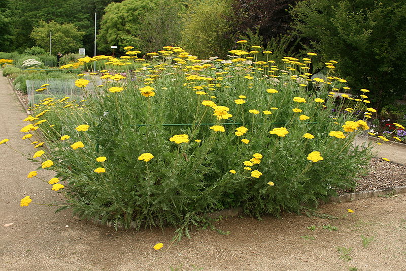 File:Achillea filipendulina - Botanischer Garten Mainz IMG 5609.JPG