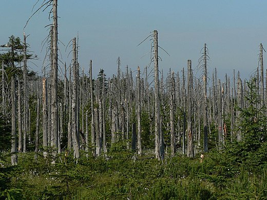 Het effect van zure regen op naaldbomen in Tsjechië