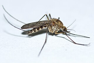 <i>Aedes communis</i> Species of fly