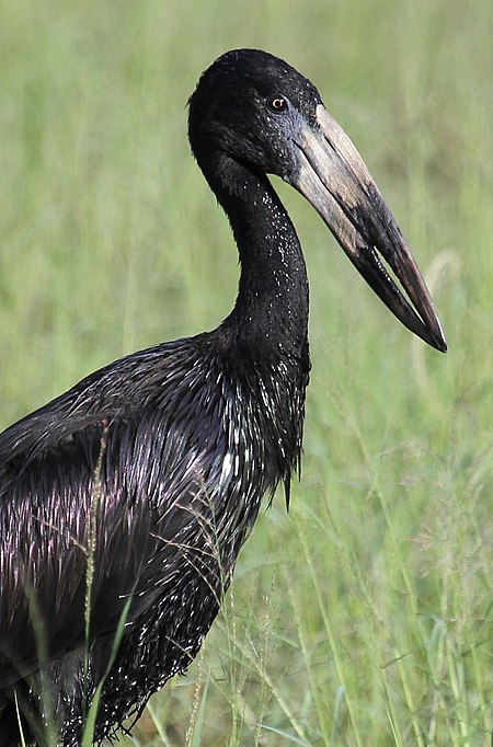 African openbill, Anastomus lamelligerus, at Kruger National Park, South Africa (26391555473).jpg