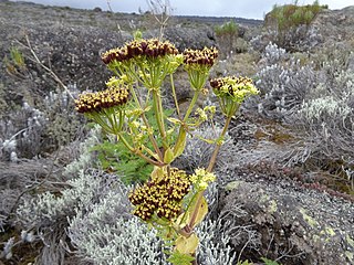 <i>Afrosciadium</i> Genus of flowering plants