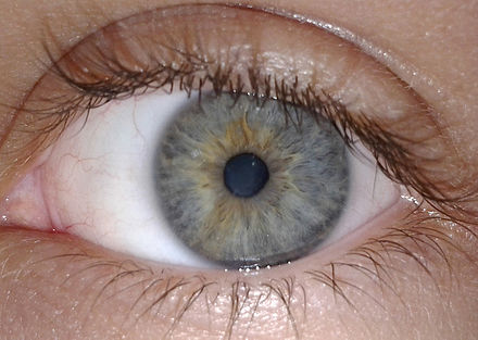 Among human phenotypes, blue-green-gray eyes are a relatively rare eye color and the exact color is often perceived to vary according to its surroundings.