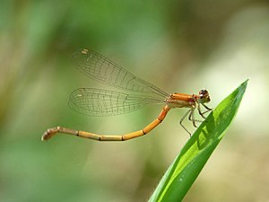 White dartlet Agriocnemis pieris Female