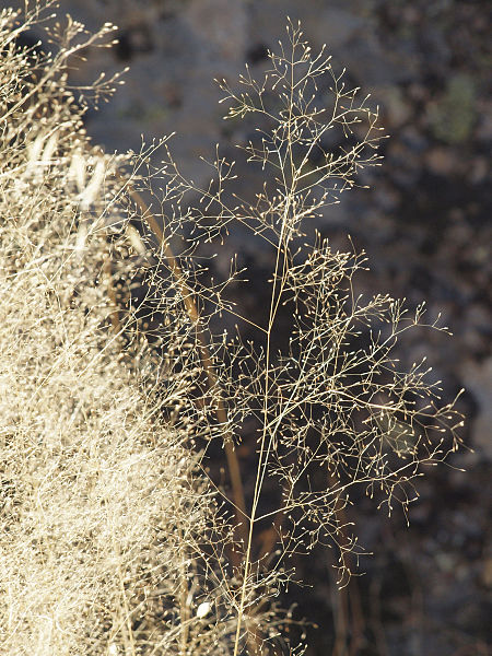 File:Agrostis truncatula 20110817 2.jpg