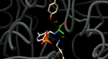 Figure 1. Active site of Alanine Racemase. Tyrosine-265 and Lysine-39 are displayed with their distances to the alpha-carbon of alanine, which is colored green and attached to PLP. Alanine Racemase Active Site.PNG