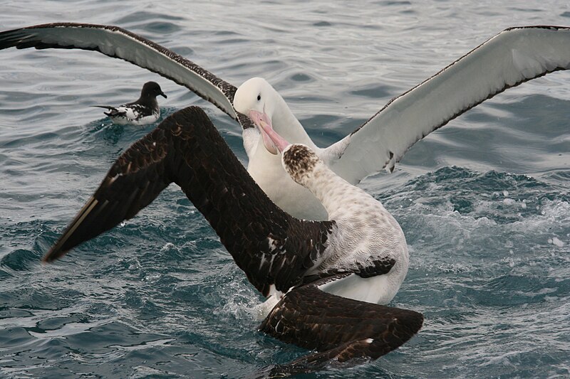 File:Albatross squabble.jpg