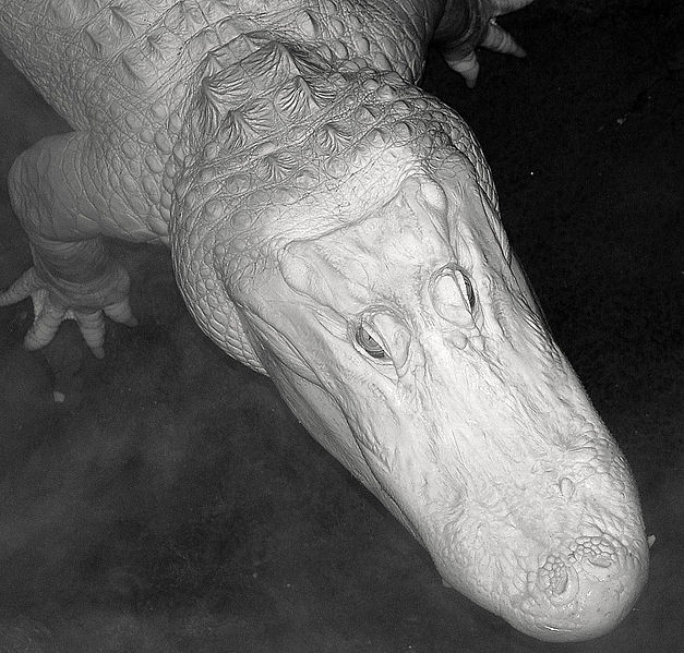 File:Albino Alligator BW.jpg