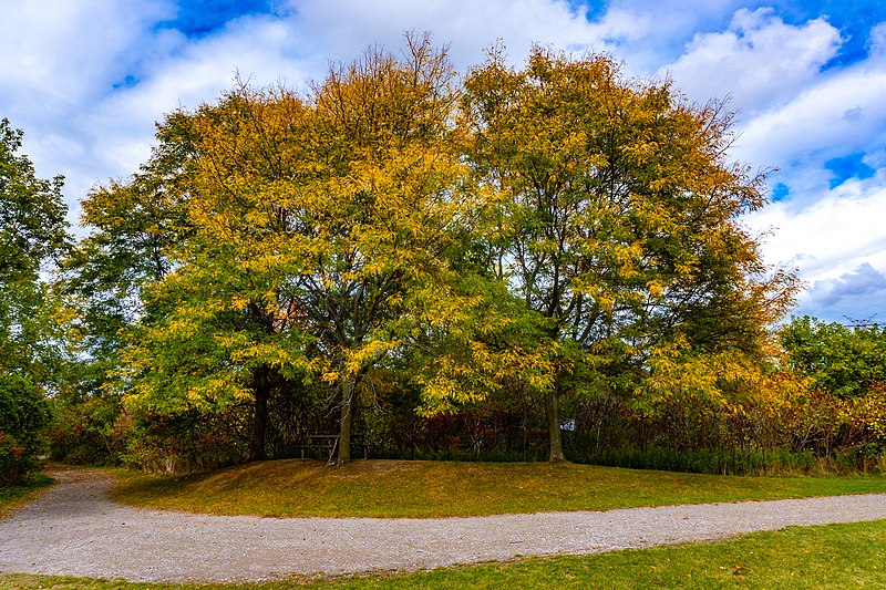 File:Albion Falls trail in Hamilton (50882765691).jpg