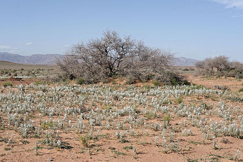 File:Albuca amoena (Maroc, Boudnib).jpg