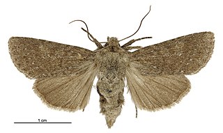 <i>Ichneutica sollennis</i> Species of moth