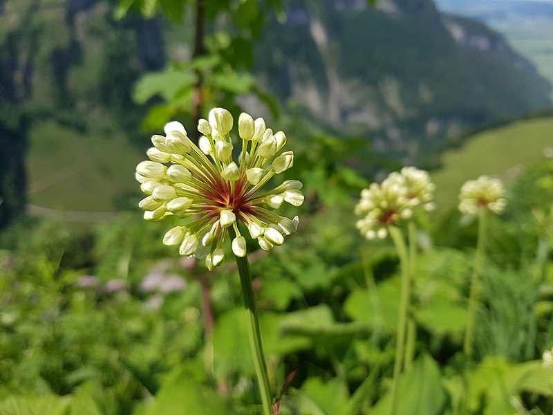 File:Allium victorialis flower buds.jpg