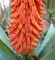 Aloe ferox 3.jpg