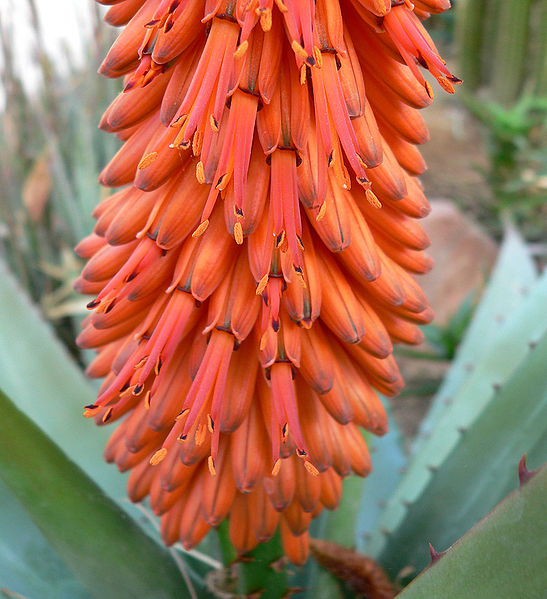 File:Aloe ferox 3.jpg