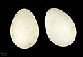 Alopochen aegyptiacus eggs