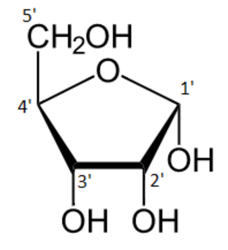 Alpha-D-Ribofuranose numbered.png