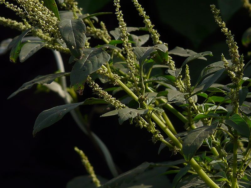 File:Amaranthus spinosus (2886002110).jpg