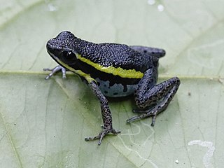 <i>Ameerega pongoensis</i> Species of frog