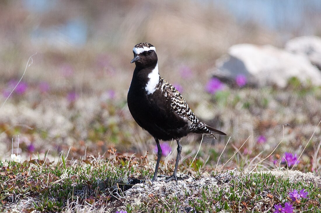 American golden plover