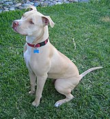 Cão pit bull contemporâneo