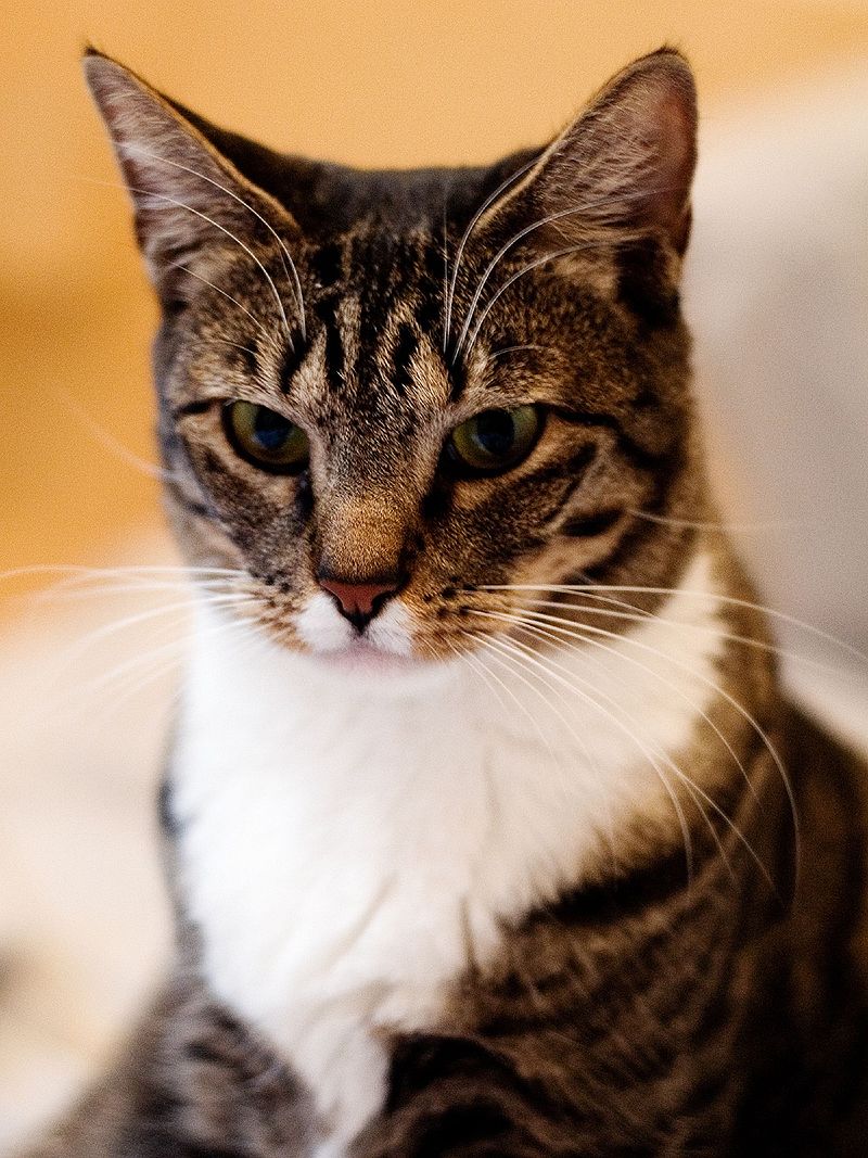 black and white american wirehair cat