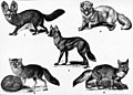 Americana Fox - Foxes.jpg