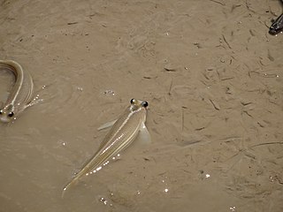 <i>Anableps microlepis</i> Species of four-eyed fish