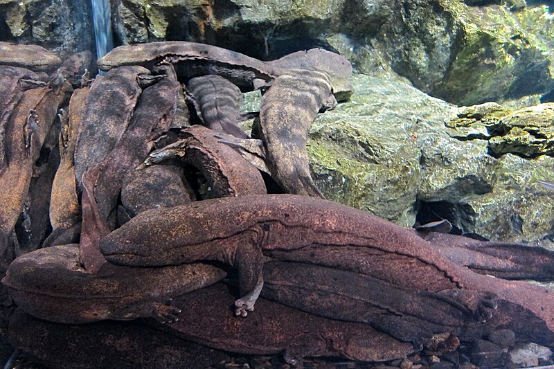 File:Andrias japonicus in KYOTO AQUARIUM13-r.jpg