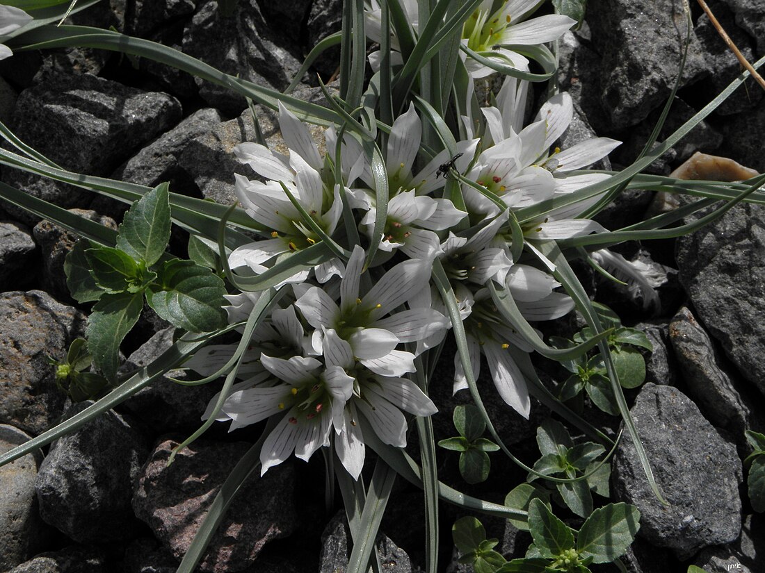 Colchicum palaestinum