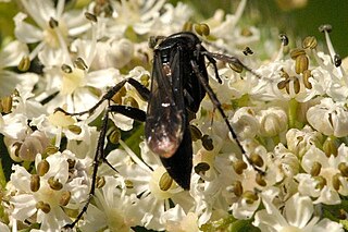 <i>Anoplius nigerrimus</i> Species of wasp