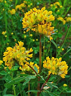 Paprastasis perluotis (Anthyllis vulneraria)