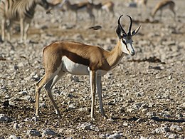 Šoklioji gazelė (Antidorcas marsupialis)