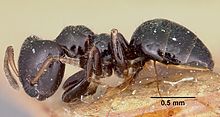 Aphomomyrmex afer casent0101882 profil 1.jpg