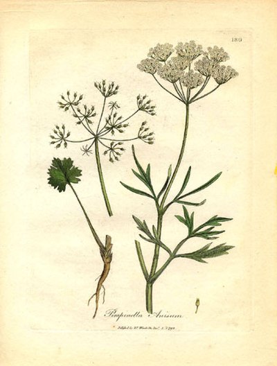 Anise (Pimpinella anisum) from Woodville (1793)