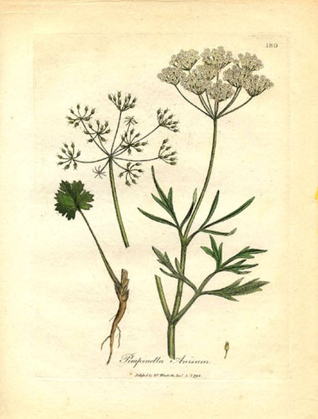 Tập_tin:Apiaceae_Pimpinella_anisum.jpg