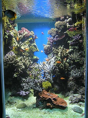 Acquario di barriera - Wikipedia