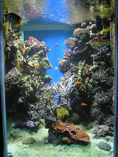 File:Aquarium-Monaco1.jpeg