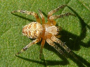 Beskrivelse af AraneusCavaticus.jpg-billedet.