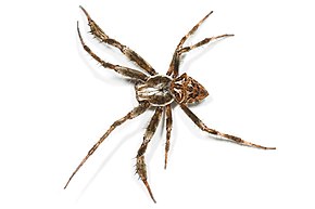 Beskrivelse af Araneus heroine.jpg-billedet.