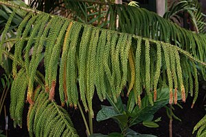 Branch with needles